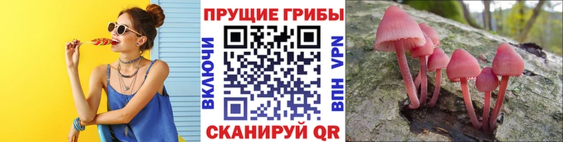 Купить закладки  Советск  Псилоцибиновые грибы Psilocybine cubensis 